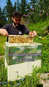 F1 Buckfast Queens For £32 Each | Black Mountain Honey