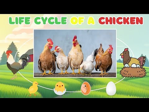 Chicken Life Cycle for Kids | Toddlers | Preschoolers + Chicken Sounds 🐣 Quiz 🐔 Dance and Song