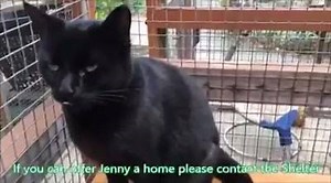 1.2K views · 64 reactions | Another young cat looking for her forever home. For more info on Jenny please contact the shelter  | Shropshire Cat Rescue | Facebook