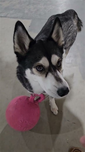 Loony the husky playing with Jolly Ball, her favorite toy! #husky #dog