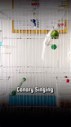 Canary Singing Training Male | Canary Pronunciation #canarytraining #kenari #galerikenariindonesia