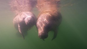 Undersea Wildlife Manatee in super slow motion 4K 120fps