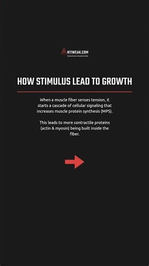 The Science of Muscle Growth