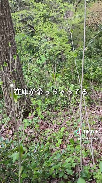 タカノツメで作る油味噌炒めレシピ🌱