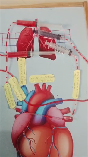 Human blood circulation model project 9994100624