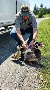 Rescuing a Mother Wood Duck Tangled in a Net by the Road