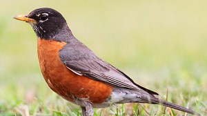 VERIFY: Are robins a sure sign of spring?