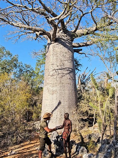 Mikea Forest 🙏 🌳 🇲🇬 #save #baobab #wildlife #madagascar | Baobab
