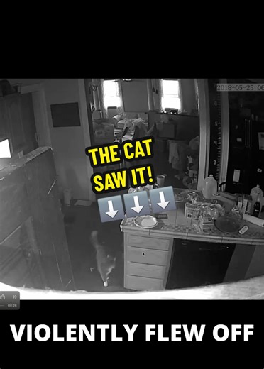Poltergeist Throws Pan Across Kitchen! In this clip, we see what appears to be a poltergeist violently tossing a large metal pan off a cabinet onto the floor! Is this real poltergeist activity caught on camera or simply a pan falling off? You decide! Check out Unexplained Chronicles on YouTube for the full video! #ghost #poltergeist #haunted #scary #haunting