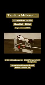 11K views · 176 reactions | I’ve recently been asked if Tristan is still standing publicly, while I haven’t advertised much, yes he is! Tristans Millenium is available for live cover in 2024! I’m not sure how much longer he’ll be available publicly - but for now, he is! ♥️ #meriklewaters #stallion #painthorse #sweetboy #custommade #homebred | Merikle Waters Paints & Quarters | Facebook