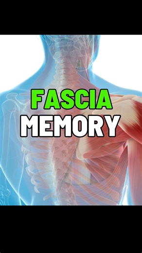The fascia is densely innervated with sensory nerve endings and mechanoreceptors that communicate directly with the central nervous system. When movement or force occurs, these receptors trigger neurotransmitter release—especially acetylcholine, glutamate, and substance P—to modulate tension, elasticity, and local muscle tone. This neurochemical activity helps fascia act as both a sensor and regulator of mechanical load, distributing kinetic energy smoothly across multiple muscle chains. If neur
