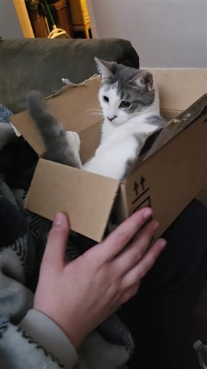 Baby weasel going first class shipping