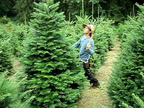 Two Hand Tree Shearing Method