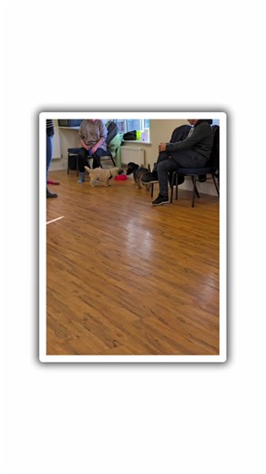 week 5 of puppy class, lots of fun and a little off leash time 🥰 #derbyshire #Nottinghamshire #doncaster #worksop #doncaster