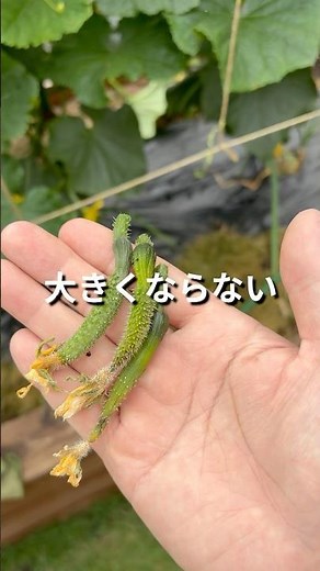 3 ways to prevent cucumbers from growing too large #home gardening #home gardening beginners #sum...