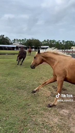 Funny Horse Fart Compilation That Will Make You Laugh