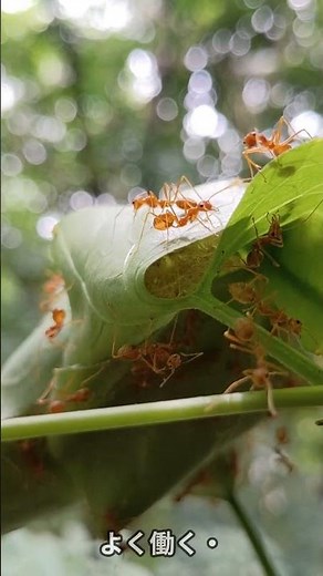 働く蟻 2:6:2の法則とは？