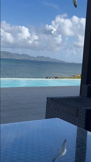 Seagulls stop it now