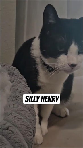 Henry The Cat Has So Much Personality #catlife