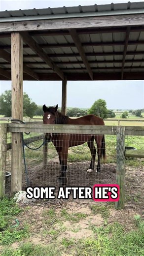 Baby horse boot camp day 2! The geese come to supervise!