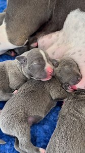 Boo & Tommy’s puppies are doing incredible 🐾💙 Right now it’s a simple routine: eat, sleep, wash, repeat — and they’ve mastered it already! 🍼✨ We can’t believe how strong and mobile they are for just 4 days old. Today also brought a special milestone — little Mumbles did her very first bark! 🎉 Well… it was actually an uncontrollable sleep bark that sounded exactly like someone stepping on a squeaky toy 😂💖 Here’s a peek at today’s activities… from milk bar marathons to tiny wobbly adventures