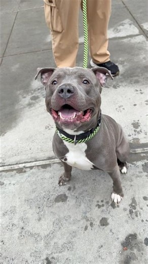 Blue 248943💙Wiggle machine!