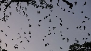Bats flying in sky at dusk