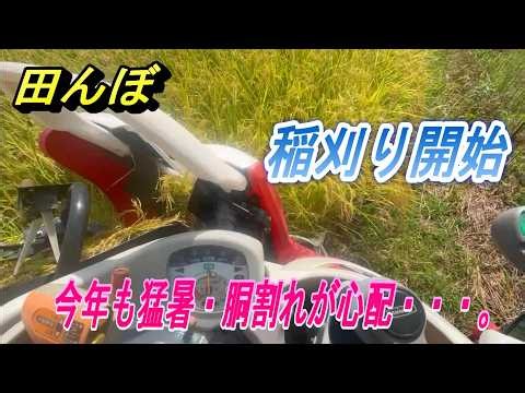 【田んぼ】2026年稲刈り開始。今年も猛暑続きで少雨、刈り取りの適期や水分は～。刈り遅れは胴割れするの～・・・。