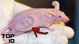 19K views · 499 reactions | Top 10 Scientifically Impossible Things That Shouldn't Exist But Do | Most Amazing Top 10 | Facebook