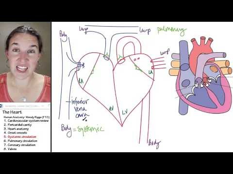 Heart 5- Systemic circulation