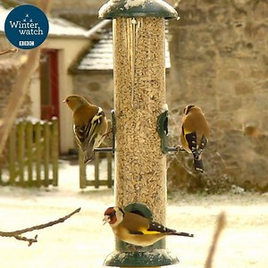 116K views · 3.2K reactions | Wow, wow, WOW! Our bird feeding experiment has been getting SO much activity!  ✨ This morning was particularly active! It seemed like hundreds of birds where swirling through the air! Absolute magic! ✨ Tune in tonight at 8pm on BBC Two where we will begin our bird feeder analysis!  #winterwatch | BBC Springwatch | Facebook
