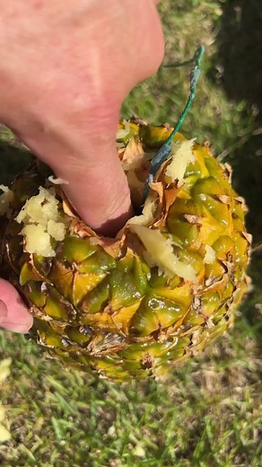 218K views · 1.2K reactions | Exploding pineapple! 裡 #firecracker #fyp #reels #viral #funny | Donald Jenkins | Facebook