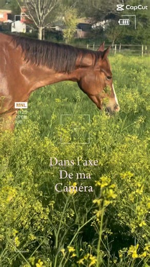 Dans l’axe de ma caméra #horse #cheval #equestrian 🎀💋￼
