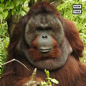 This 14-year-old orangutan lost both of his arms attempting to escape his captors — now he’s getting a second chance at life | NowThis