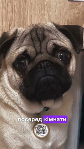 Навіщо мені мотузка на шию!