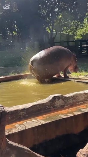 ‎Why Hippos Spread Poop Everywhere?! 🤯🦛#youtubeshorts #shorts #shortvideo