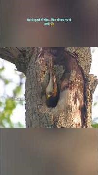 Tiny ducklings jump 3 stories down from a tree 😱🦆|#shorts
