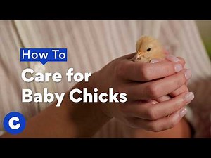 How To Care for Baby Chicks | Chewtorials