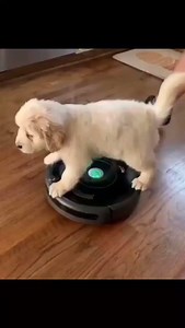 When your puppy wants to join in on the Saturday night fun 📹 via Cutedogsworldwide #hellomolly | Hello Molly