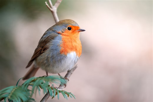 Voici les arbres à planter absolument pour attirer le rouge-gorge dans votre jardin