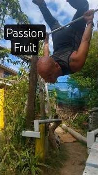 Passiflora edulis #passionfruit #vines #vine #edibleperenial #shorts