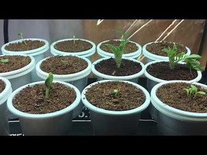 How To Remove Stuck Seed Shell, Helmet Head