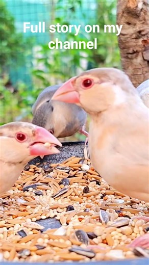 Java sparrows sing sweet song