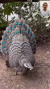 298K views · 20K reactions | वीडियो शेयर करें Note -This video is for educational purposes | Factz Brain | Facebook