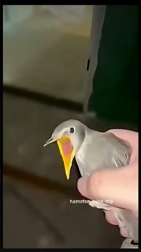 bird screaming meme #birds #memes #funny #animals #meme #viral #helpmemakethismakesense