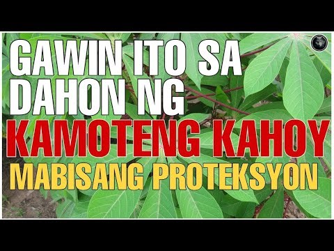 PANOORIN MO ITO, ANG SIKRETONG BISA AT KAPANGYARIHAN NG DAHON NG KAMOTENG KAHOY | Bhes Tv