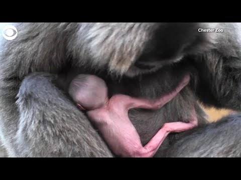 WEB EXTRA: Rare Gibbon Born