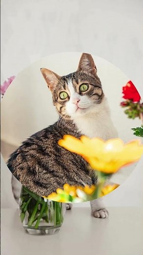 😻 The secrets to a happy and healthy cat! 🐾 #animals #nature #cats