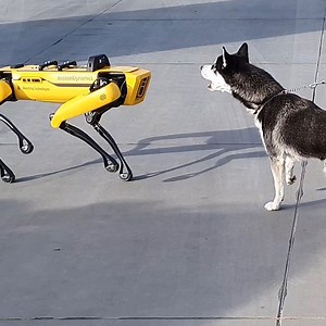 Spot is a robot produced by Boston Dynamics. His joints give him amazing mobility and make him look like a dog... even if this real dog doesn't think so! | WTVideo