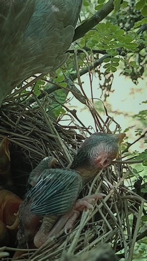 The Cuckoo's Cunning Caper: Babbler Bird's Baby Surprise | Review Birds News